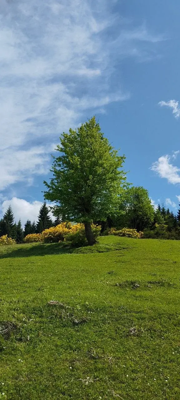 A tree on a grassy hillside beneath blue sky