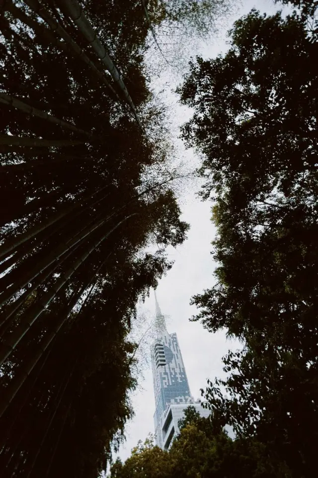 A tower glimpsed between tall trees