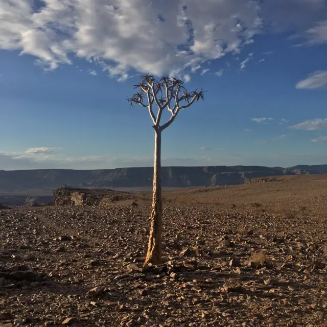 A lone dragon blood tree beneath a blue sky