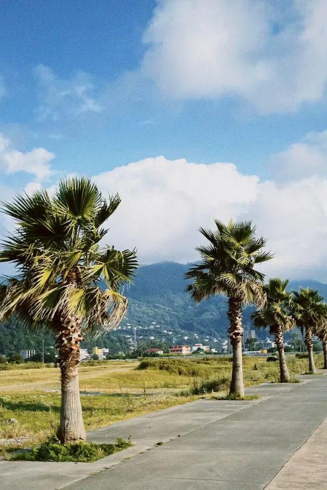 Palm trees beside a road and mountains