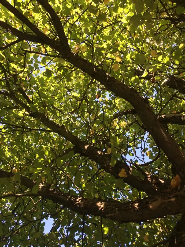 Sunlight through a canopy of green leaves