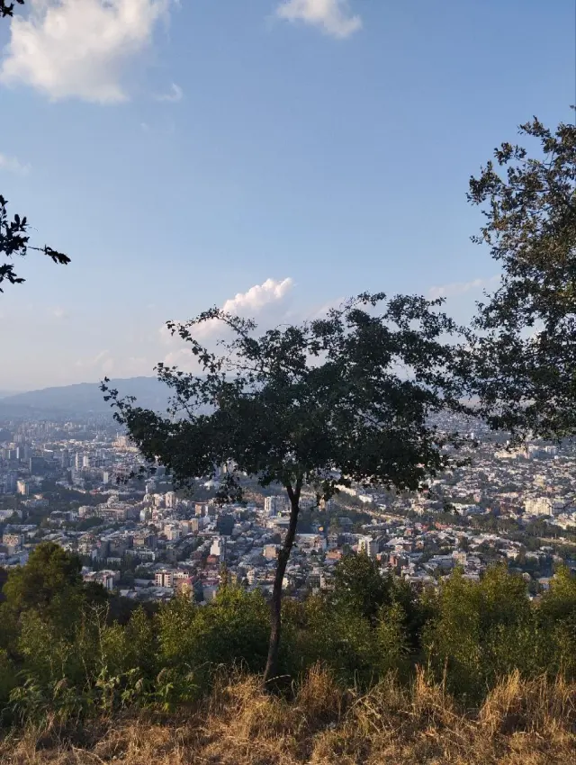 A city seen through trees from a hillside