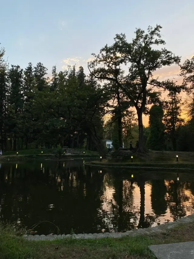 Trees reflected in a still pond